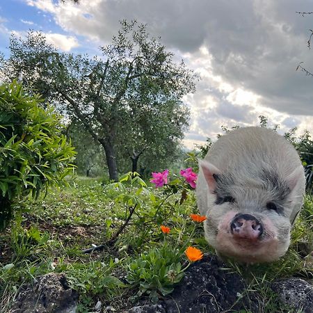 Agriturismo Pieve Sprenna Буонконвенто Екстериор снимка